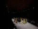 Bucharest Fashion Week a adus teatrul și muzica în prezentările de modă